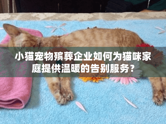 小猫宠物殡葬企业如何为猫咪家庭提供温暖的告别服务？