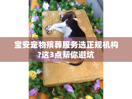宝安宠物殡葬服务选正规机构?这3点帮你避坑