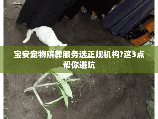 宝安宠物殡葬服务选正规机构?这3点帮你避坑