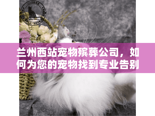 兰州西站宠物殡葬公司，如何为您的宠物找到专业告别服务？
