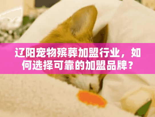 辽阳宠物殡葬加盟行业，如何选择可靠的加盟品牌？