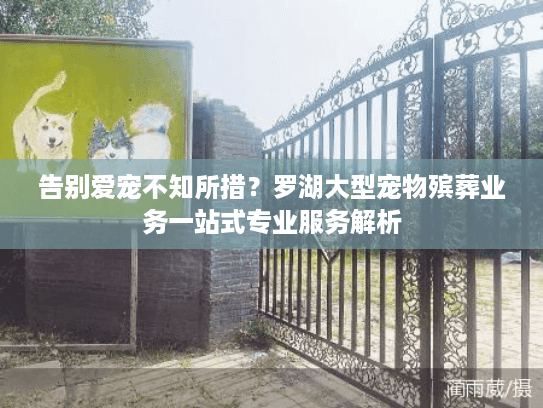 告别爱宠不知所措？罗湖大型宠物殡葬业务一站式专业服务解析