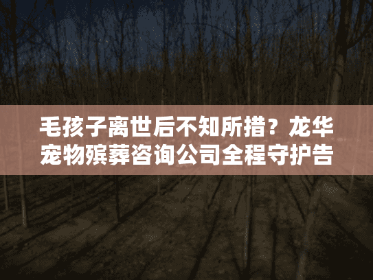毛孩子离世后不知所措？龙华宠物殡葬咨询公司全程守护告别仪式
