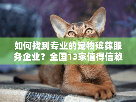 如何找到专业的宠物殡葬服务企业？全国13家值得信赖的品牌盘点