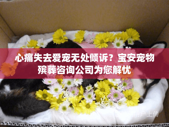 心痛失去爱宠无处倾诉？宝安宠物殡葬咨询公司为您解忧