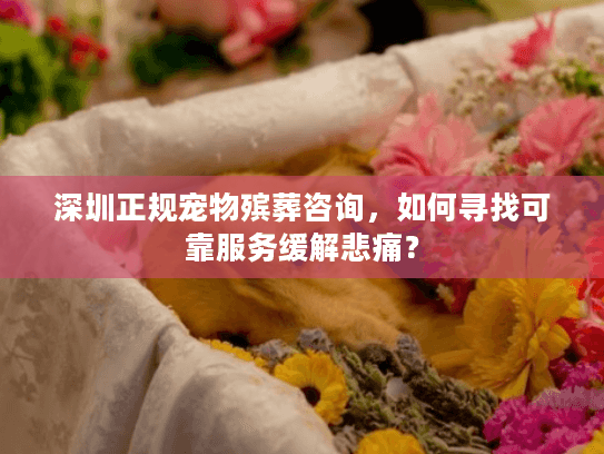 深圳正规宠物殡葬咨询，如何寻找可靠服务缓解悲痛？