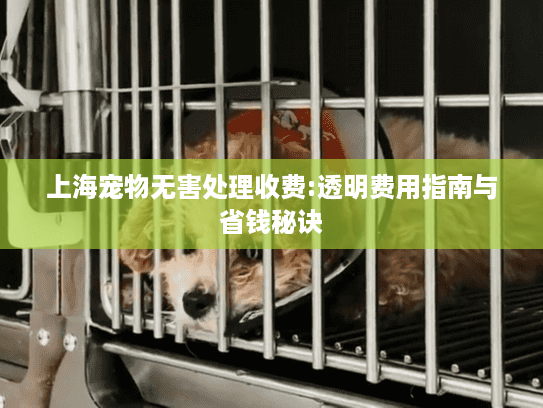 上海宠物无害处理收费:透明费用指南与省钱秘诀