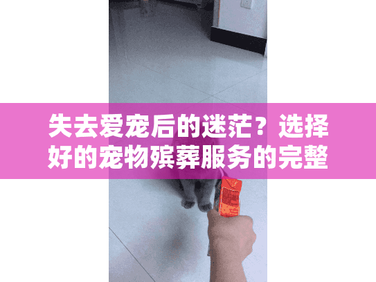 失去爱宠后的迷茫？选择好的宠物殡葬服务的完整指南