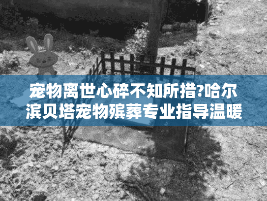 宠物离世心碎不知所措?哈尔滨贝塔宠物殡葬专业指导温暖相助