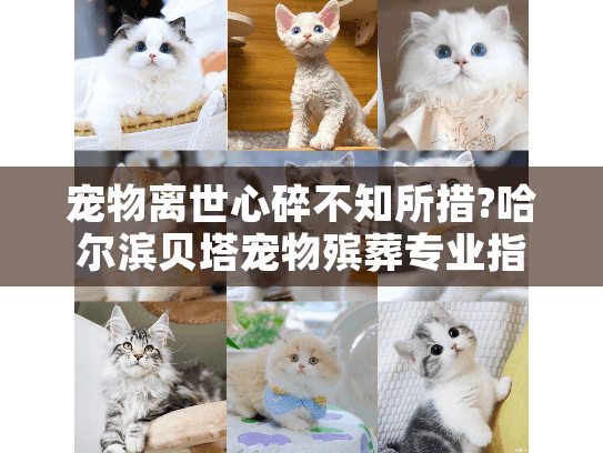 宠物离世心碎不知所措?哈尔滨贝塔宠物殡葬专业指导温暖相助