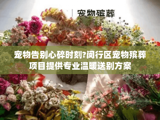 宠物告别心碎时刻?闵行区宠物殡葬项目提供专业温暖送别方案