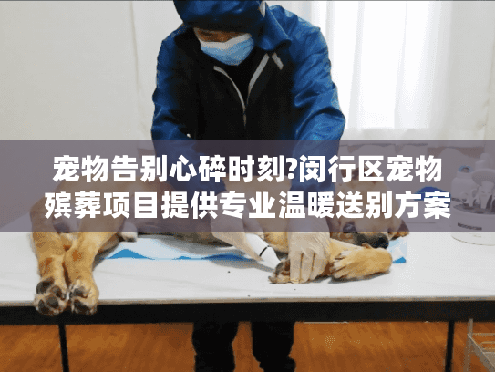 宠物告别心碎时刻?闵行区宠物殡葬项目提供专业温暖送别方案