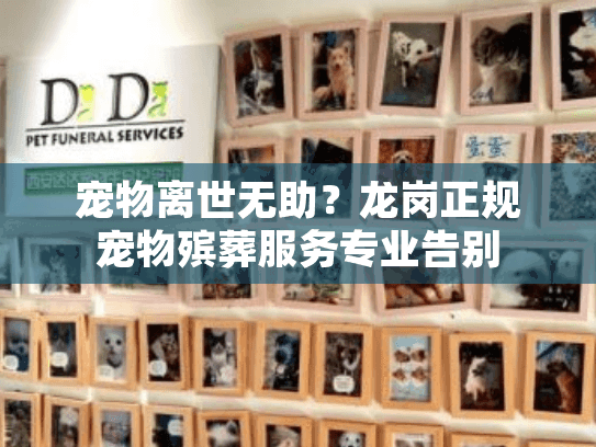 宠物离世无助？龙岗正规宠物殡葬服务专业告别