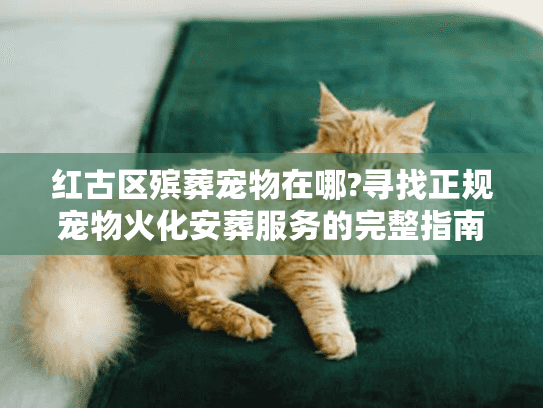 红古区殡葬宠物在哪?寻找正规宠物火化安葬服务的完整指南
