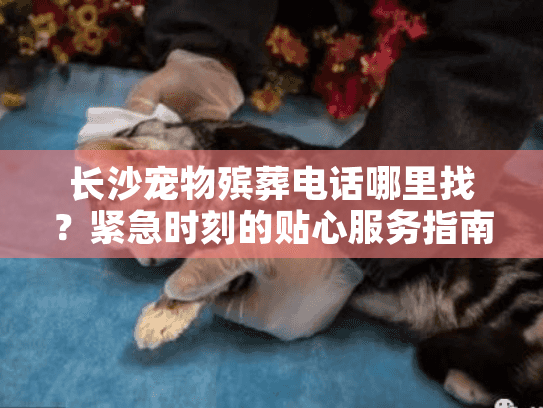 长沙宠物殡葬电话哪里找？紧急时刻的贴心服务指南