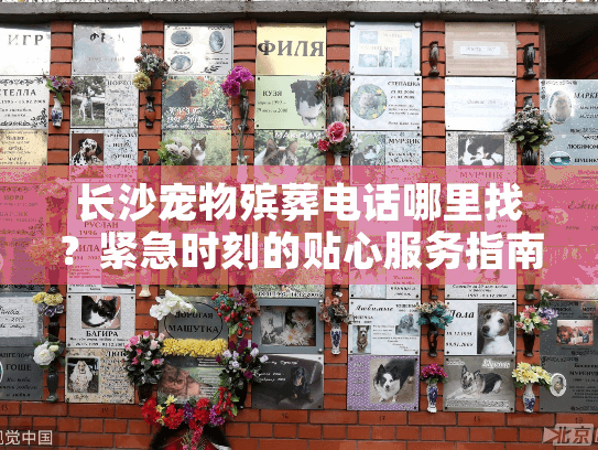 长沙宠物殡葬电话哪里找？紧急时刻的贴心服务指南