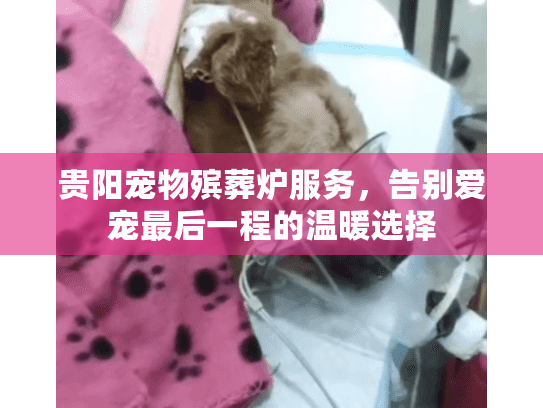 贵阳宠物殡葬炉服务，告别爱宠最后一程的温暖选择