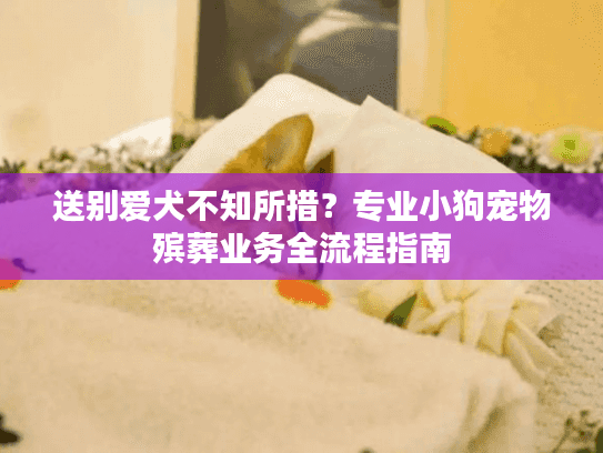 送别爱犬不知所措？专业小狗宠物殡葬业务全流程指南