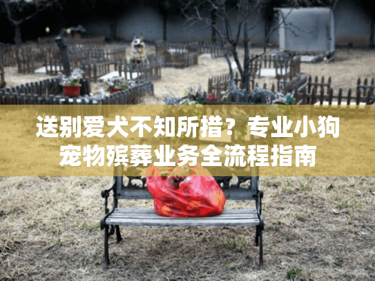 送别爱犬不知所措？专业小狗宠物殡葬业务全流程指南