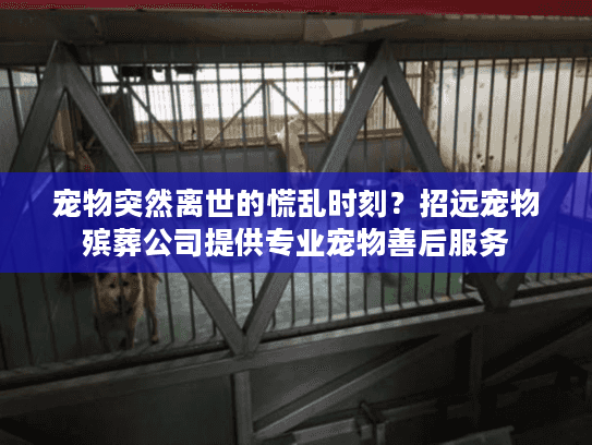 宠物突然离世的慌乱时刻？招远宠物殡葬公司提供专业宠物善后服务