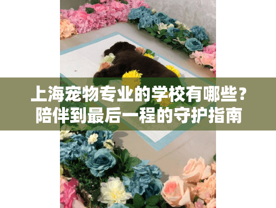 上海宠物专业的学校有哪些？陪伴到最后一程的守护指南