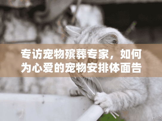 专访宠物殡葬专家，如何为心爱的宠物安排体面告别？