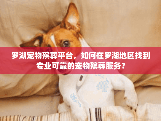 罗湖宠物殡葬平台，如何在罗湖地区找到专业可靠的宠物殡葬服务？