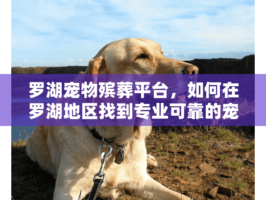 罗湖宠物殡葬平台，如何在罗湖地区找到专业可靠的宠物殡葬服务？