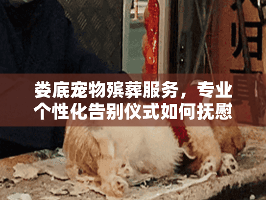 娄底宠物殡葬服务，专业个性化告别仪式如何抚慰您的心痛？