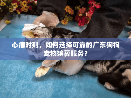 心痛时刻，如何选择可靠的广东狗狗宠物殡葬服务？