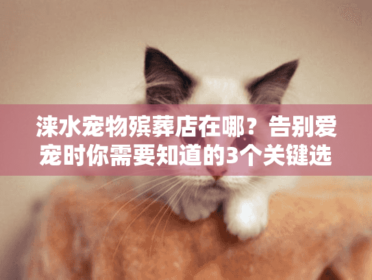 涞水宠物殡葬店在哪？告别爱宠时你需要知道的3个关键选择