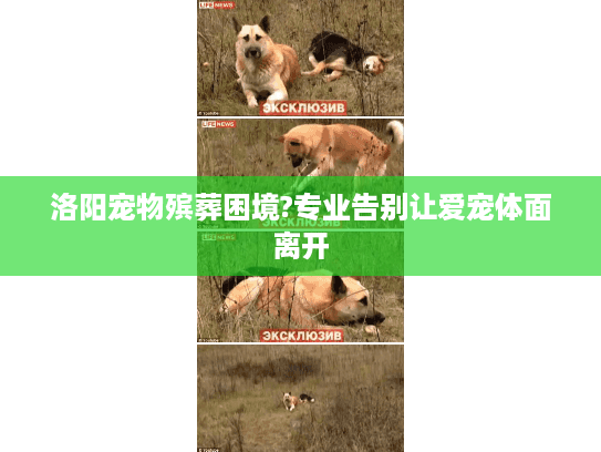 洛阳宠物殡葬困境?专业告别让爱宠体面离开