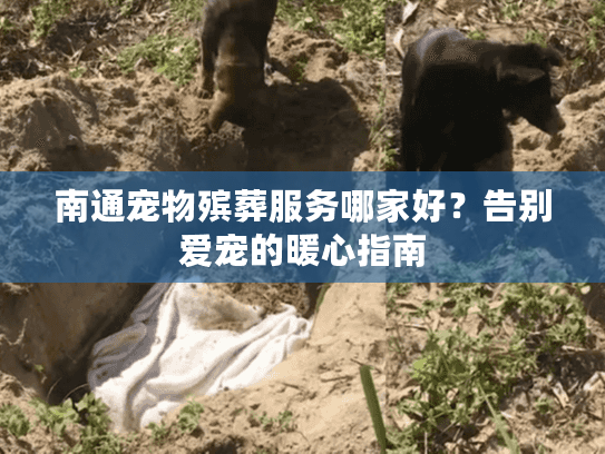 南通宠物殡葬服务哪家好？告别爱宠的暖心指南