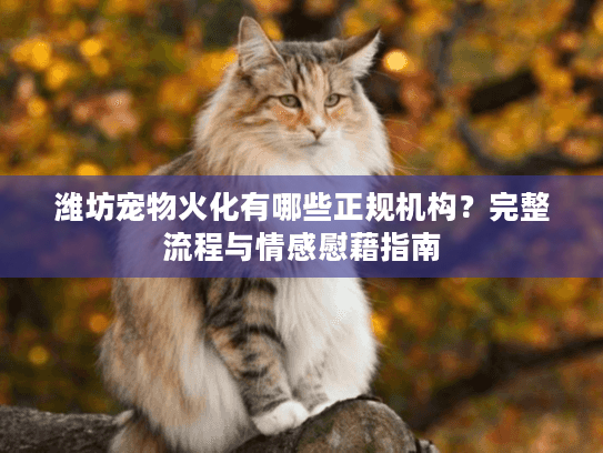 潍坊宠物火化有哪些正规机构？完整流程与情感慰藉指南