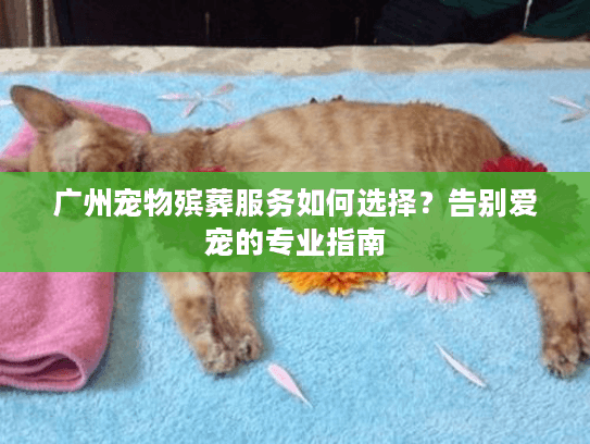 广州宠物殡葬服务如何选择？告别爱宠的专业指南