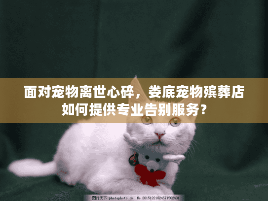 面对宠物离世心碎，娄底宠物殡葬店如何提供专业告别服务？