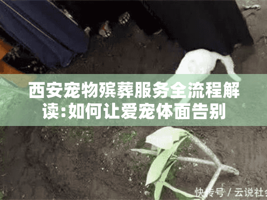 西安宠物殡葬服务全流程解读:如何让爱宠体面告别