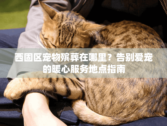 西固区宠物殡葬在哪里？告别爱宠的暖心服务地点指南