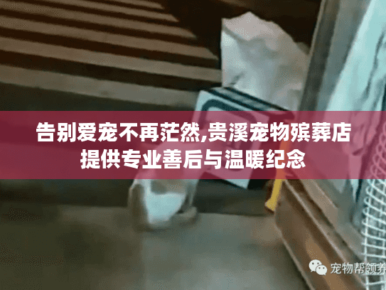 告别爱宠不再茫然,贵溪宠物殡葬店提供专业善后与温暖纪念