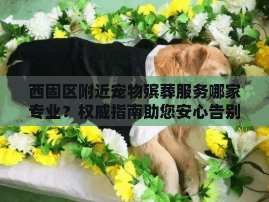 西固区附近宠物殡葬服务哪家专业？权威指南助您安心告别