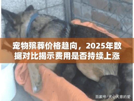 宠物殡葬价格趋向，2025年数据对比揭示费用是否持续上涨？
