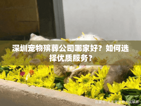 深圳宠物殡葬公司哪家好？如何选择优质服务？