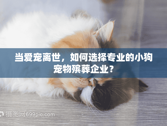 当爱宠离世，如何选择专业的小狗宠物殡葬企业？
