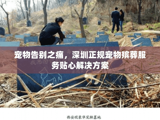 宠物告别之痛，深圳正规宠物殡葬服务贴心解决方案