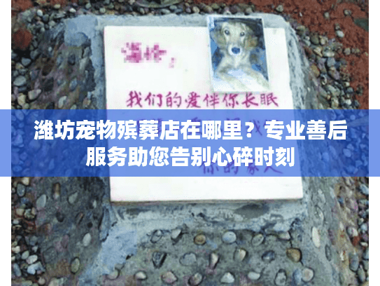 潍坊宠物殡葬店在哪里？专业善后服务助您告别心碎时刻