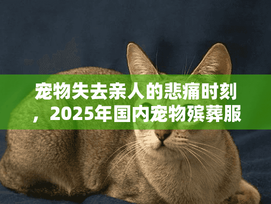 宠物失去亲人的悲痛时刻，2025年国内宠物殡葬服务如何选择指南？