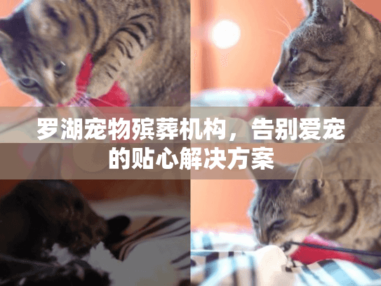 罗湖宠物殡葬机构，告别爱宠的贴心解决方案