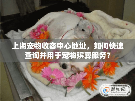 上海宠物收容中心地址，如何快速查询并用于宠物殡葬服务？