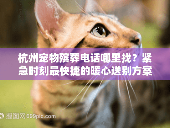 杭州宠物殡葬电话哪里找？紧急时刻最快捷的暖心送别方案