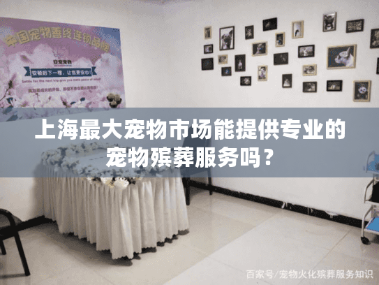 上海最大宠物市场能提供专业的宠物殡葬服务吗？